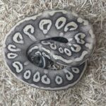 Super Mystic Ball Python: A Guide to This Unique Snake Morph