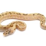 Get mesmerized by the stunning Super Spider Ball Python