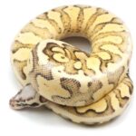 Super Yellow Belly Ball Python – The Ultimate Guide