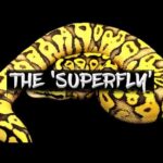 Discover the Stunning Superfly Ball Python Morph | Exotic Reptiles