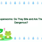 Superworms: Do They Bite and Are They Dangerous?