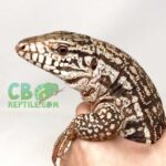 Tegu Enclosure for Sale – Find the Perfect Habitat for Your Pet Tegu