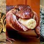 Tegu Morphs: Explore the World of Colorful Tegus