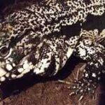 Tegu Reviews – The Best Magnetic Wooden Blocks for Kids