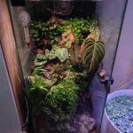 Terrarium for Tree Frogs: Creating the Perfect Habitat for Your Pet Frog
