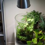 How to Create a Terrarium with Light for Your Home