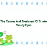 The Causes And Treatment Of Snake Cloudy Eyes