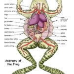 The Role of Fat Bodies in a Frog’s Physiology