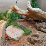 Best Tile Options for Bearded Dragon Tank: A Guide