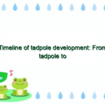 Timeline of tadpole development: From tadpole to frog