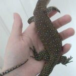 Timor Monitor: The Ultimate Guide to Keeping and Caring for Timor Monitors