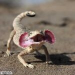 Toad Headed Agama for Sale – Find Your Perfect Pet Here!