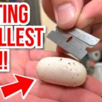 Amazing Discovery: Transparent Snake Eggs Revealed