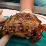 Turtle Shell Removal – How to Safely Remove a Turtle Shell
