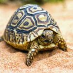 Turtle Skin: Characteristics, Functions, and Adaptations