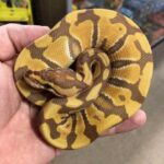All About Ultramel Ball Python – The Ultimate Guide