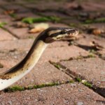 Underweight Ball Python: Causes and How to Help Your Pet Regain a Healthy Weight