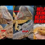 How to Help an Underweight Bearded Dragon Gain Healthy Weight