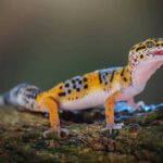 Benefits of Using UVB Light for Leopard Gecko Care