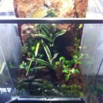 Best Vivarium Ideas for Your Reptile Habitat