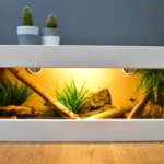 Vivarium Tank – Creating the Perfect Home for Your Reptile