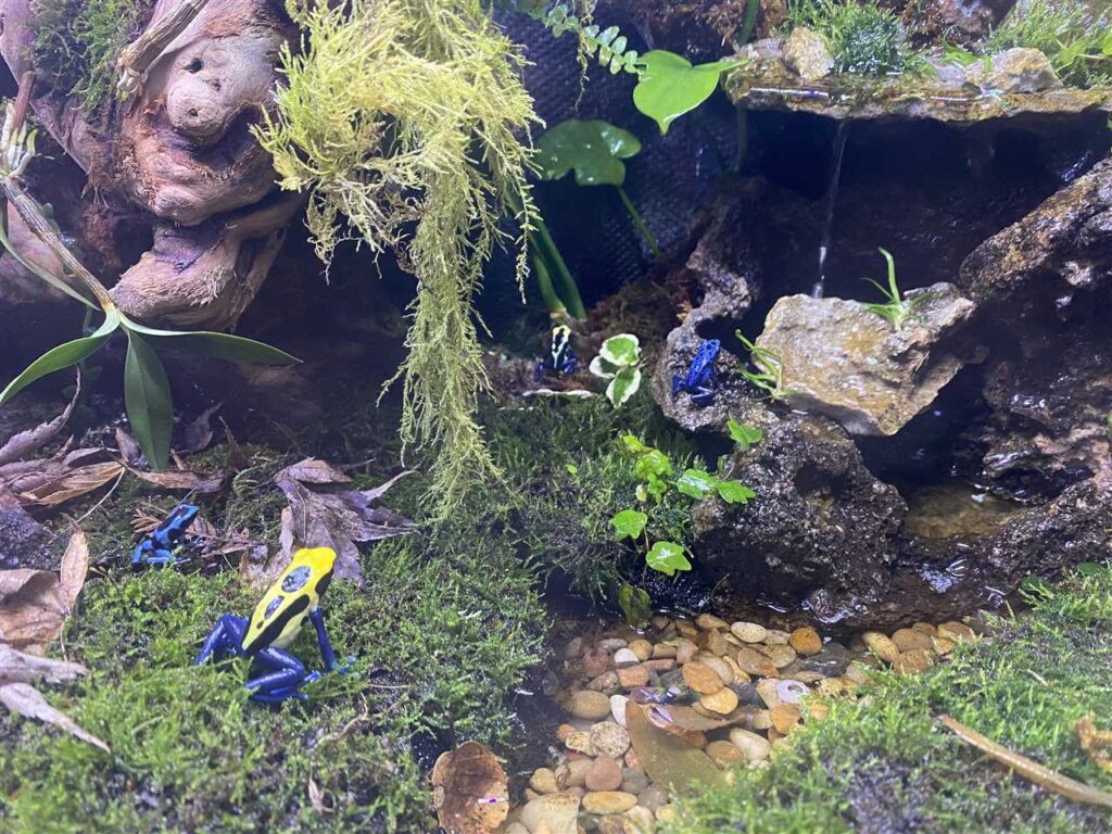 Waterfall in vivarium for a natural and calming atmosphere - Vital Frog - Closing Nitrogen Cycle Frog Vivarium