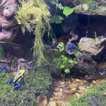 Waterfall in vivarium for a natural and calming atmosphere