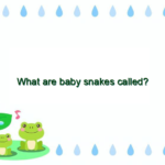 What are baby snakes called?