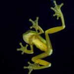 Exploring The Terminology: The Unique Structure Of Frog Feet