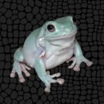 What Are Frogs Hands Called