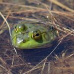 Deadly Chemicals That Can Eliminate Frogs