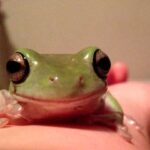 What Color Are Frogs Eyes