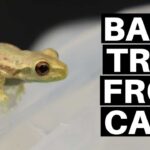 What Do Baby Tree Frogs Eat