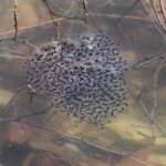 Explore the Fascinating Appearance of Frog Eggs in a Pool