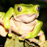 Monkey and Frog Interactions: What happens when monkeys encounter frogs
