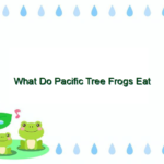 What Do Pacific Tree Frogs Eat