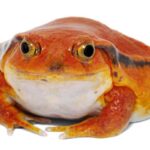 Discover the Diet of Tomato Frogs: What They Eat in the Wild