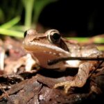 Wood frog diet revealed: What do they really eat?