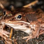 What Does Frog Mean in Real Estate