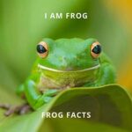 Discover Your Inner Frog: Unmasking the Amphibian Within