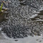 Discovering the Fascinating World of Frog Spawn