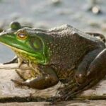 Everything you need to know about frog gigging