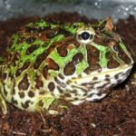 What Are the Best Pet Frogs to Handle