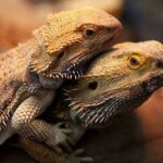 Bearded Dragon Mating Season: Everything You Need to Know!