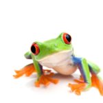 Habitat of the Red Eyed Tree Frog: Where Does It Live?