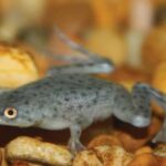 Where to Buy African Dwarf Frog