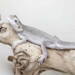 White Bearded Dragon for Sale – Find Your Perfect Pet at a Great Price