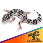 White Leopard Gecko – The Rare and Beautiful Reptile