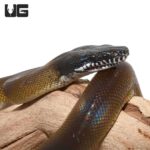 White lipped python – The Enigmatic Snake with Unique Lip Coloration