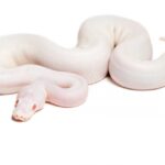 White Pythons: Amazing Facts About These Mesmerizing Snakes